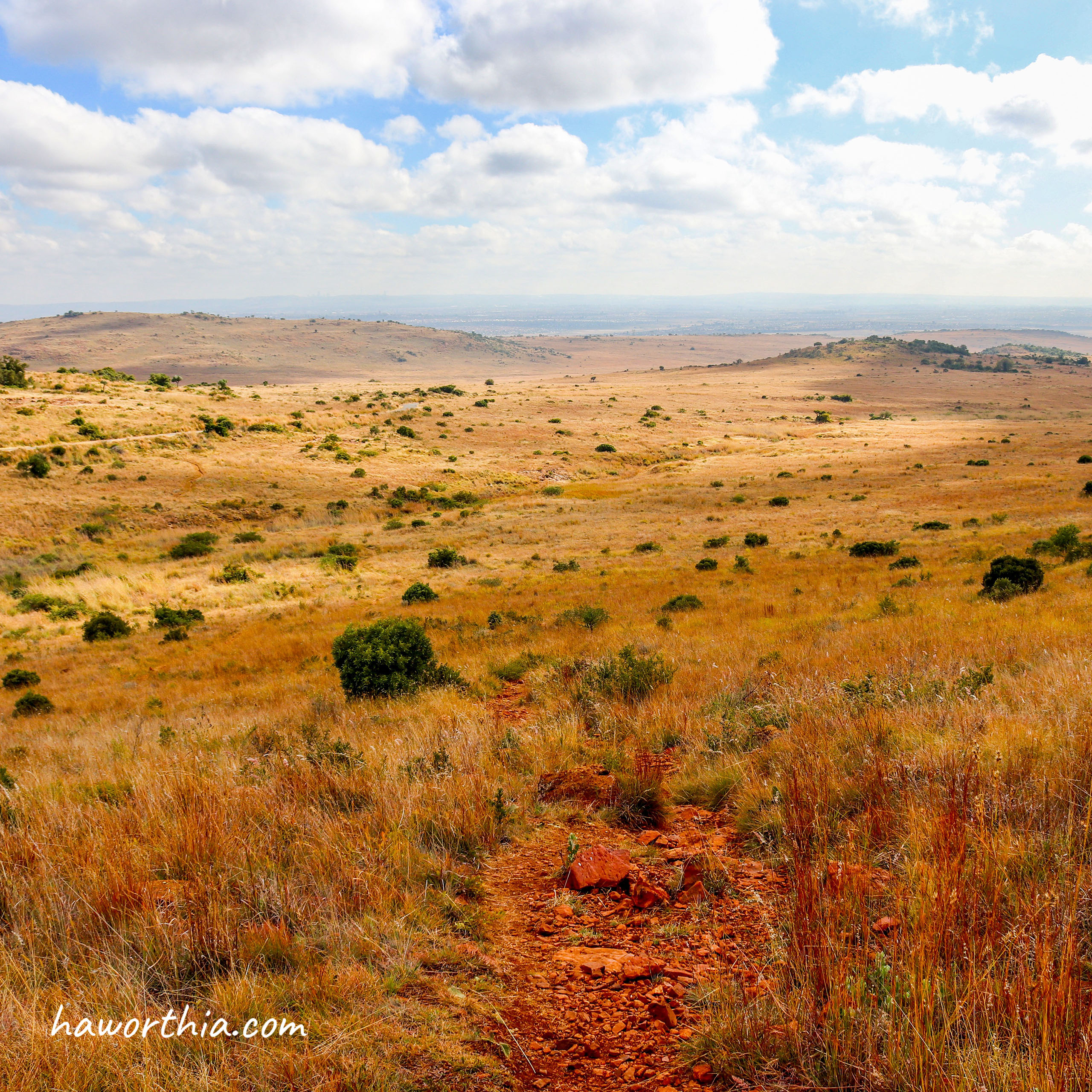 distribution-in-the-grassland-biome-the-genus-haworthia